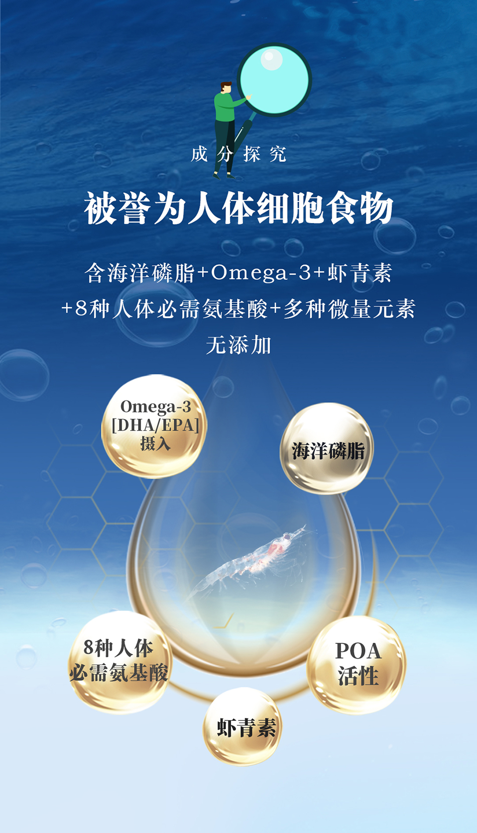 南极海宝被誉为人体细胞食物